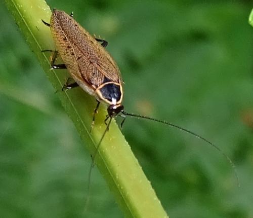 Ectobius sylvestris